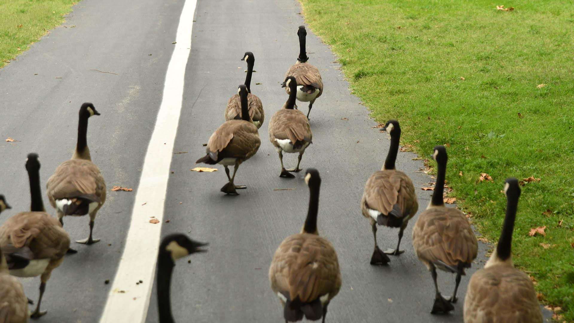 Geese in Forest Park