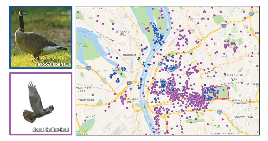 A map of St. Louis shows blue dots throughout the city and area by the Mississippi River representing Fred, and purple dots throughout the area representing a red-tailed hawk.